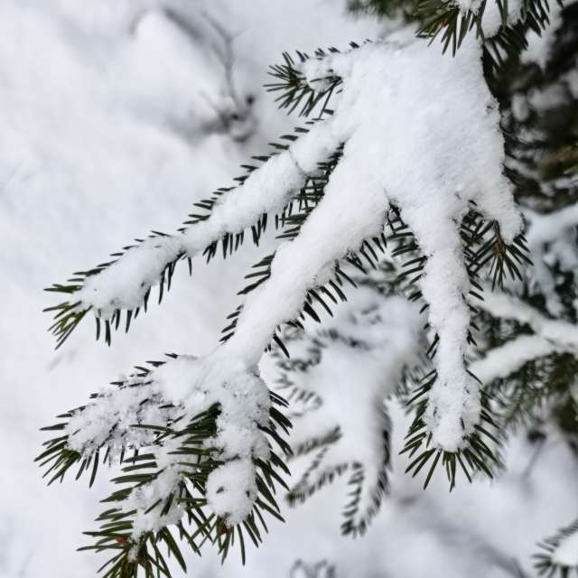 Previsões do tempo com lindas fotos de Madlen