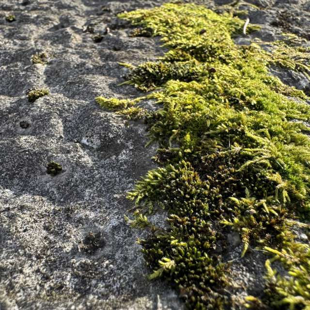 Photos Vert. Prévisions météo avec de superbes photos de SwissEloi de Delémont