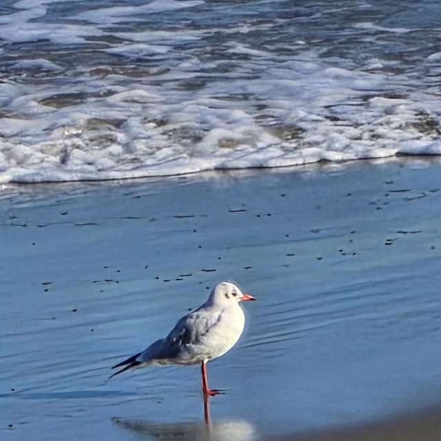 Brown. Weather forecasts with beautiful photos by Seni Photos in Gdansk