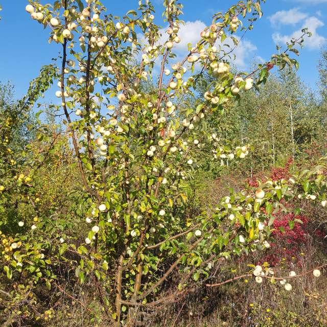Previsões do tempo com lindas fotos de MaLou