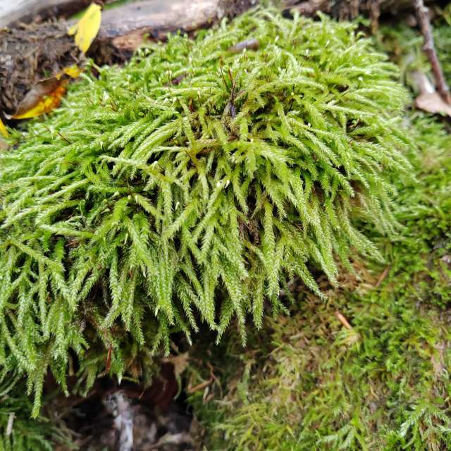 Photos Brun. Prévisions météo avec de superbes photos de Albert_Smelovtsev de Roza Khutor