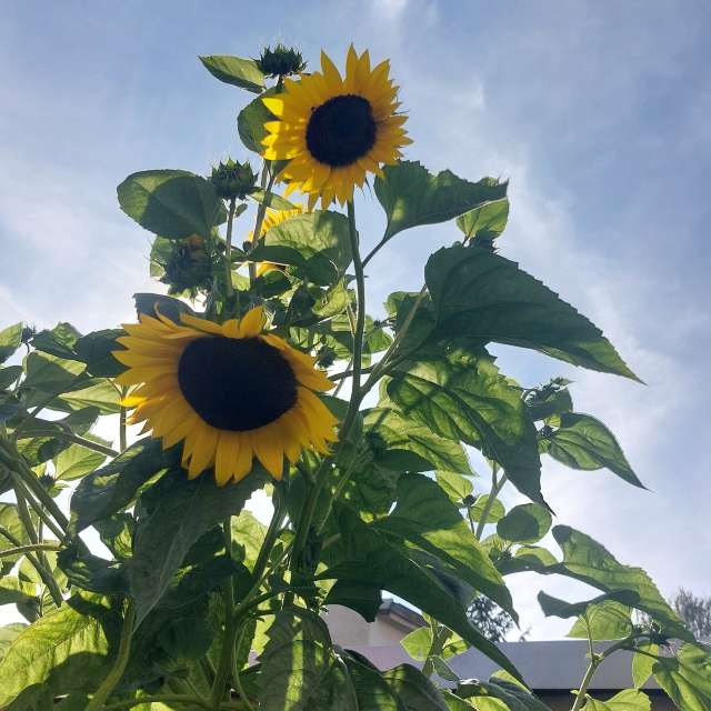 Weather Photos in Flower. Weather forecasts with beautiful photos by MaLou