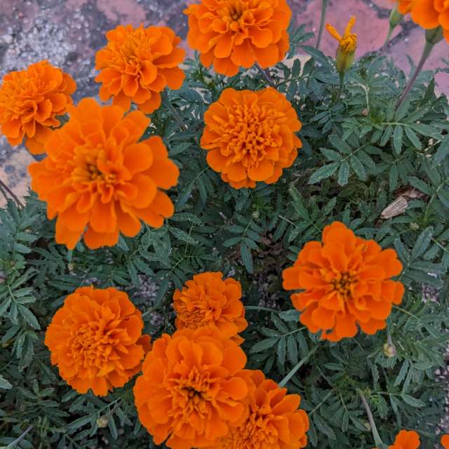 Orange. Weather forecasts with beautiful photos by あさのジジ Photos in Okayama