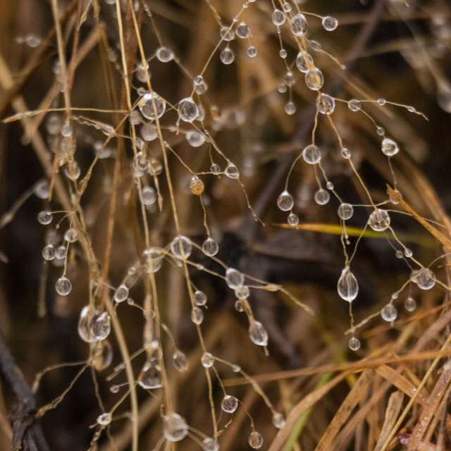 天气预报，带Nymph542精美的照片