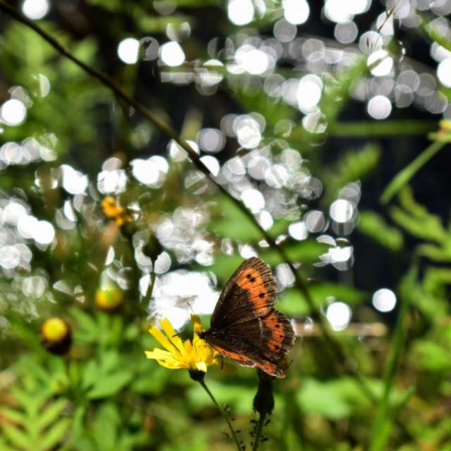 Branch. Weather forecasts with beautiful photos by hejpetrpepa Photos in Plzeň Region