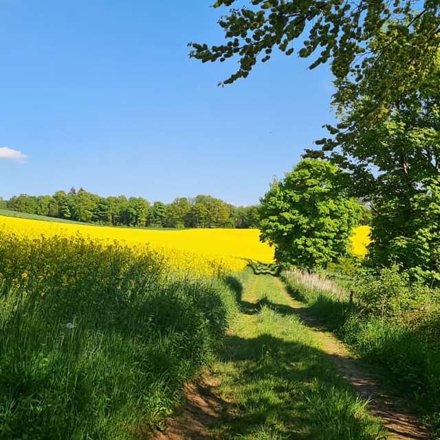 Фото Field. Прогнозы погоды с чудесными фотографиями, сделанными Neonchen в Саар