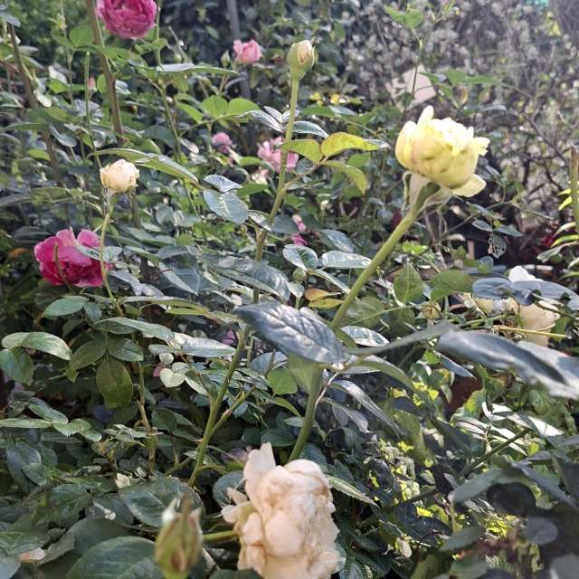 Garden. Weather forecasts with beautiful photos by Wen-ya Huang Photos in World