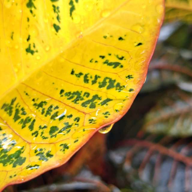 Orange. Weather forecasts with beautiful photos by Wen-ya Huang Photos in Kaohsiung City