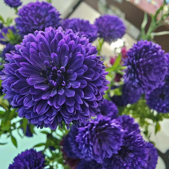 天气预报，带ImPe精美的照片