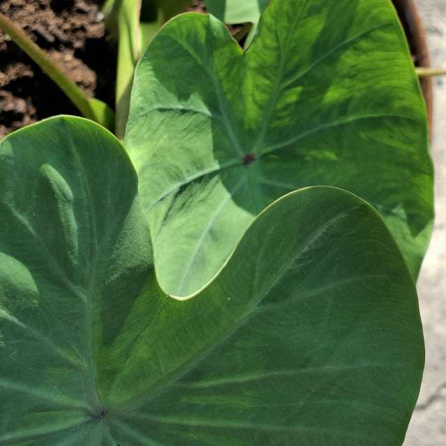 Lettuce. Weather forecasts with beautiful photos by Wen-ya Huang Photos in Kaohsiung City