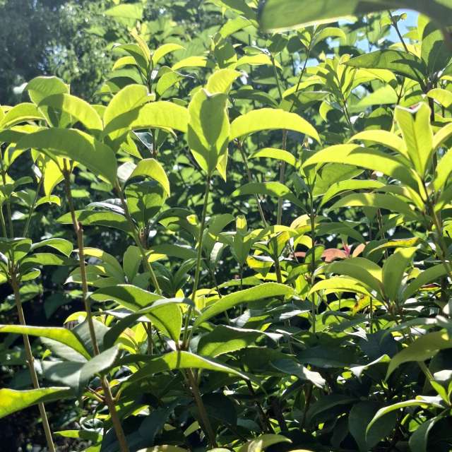 Fotos Jovem. Previsões do tempo com lindas fotos de Wen-ya Huang em Kaohsiung City