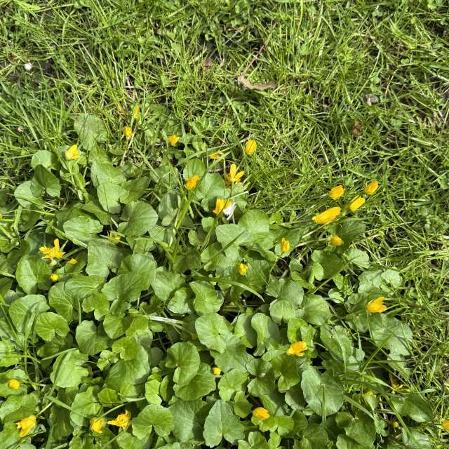 Grass. Weather forecasts with beautiful photos by Svet-Lana Photos in Rīga