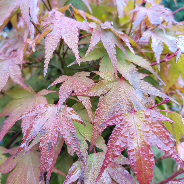 Fotos del Alimento. Pronósticos del tiempo con hermosas fotos de Albert_Smelovtsev en Roza Khutor
