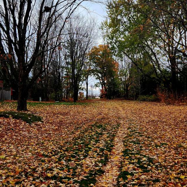Fotos del Bosque. Pronósticos del tiempo con hermosas fotos de KevinG en Gow Park