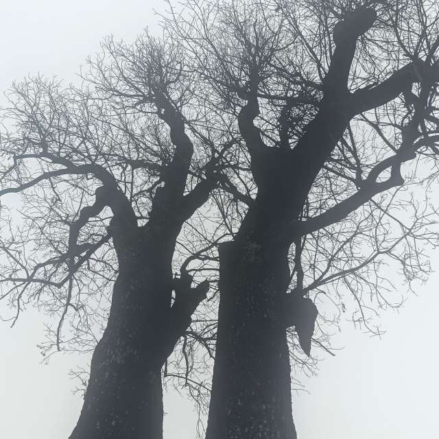 Fotos del Nieve. Pronósticos del tiempo con hermosas fotos de YanBog en București