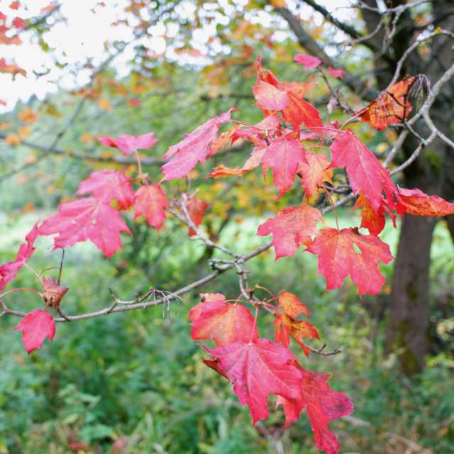Pink. Weather forecasts with beautiful photos by hejpetrpepa Photos in Plzeň Region
