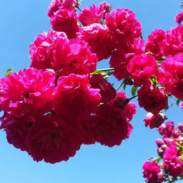 Tisch. Wettervorhersagen mit schönen Fotos von Muschelschloss Fotos Bayern