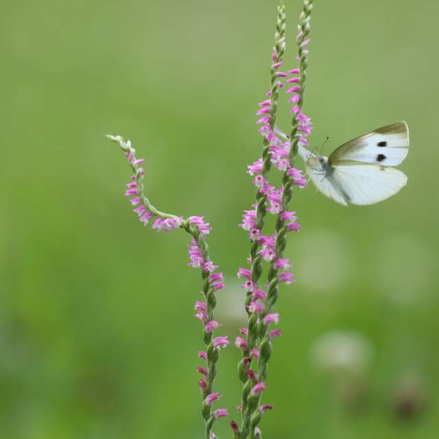 モンシロチョウ Nikko Weather Forecast Photos Weawow