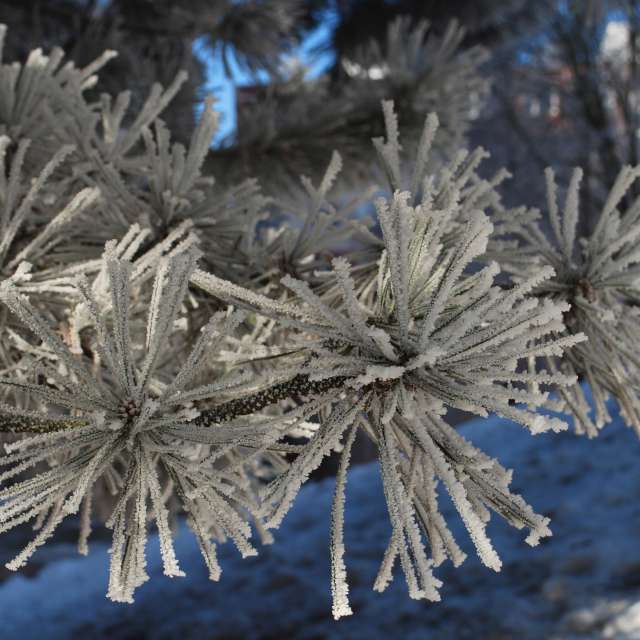 Weather forecasts with beautiful photos by Marcela Cervenakova