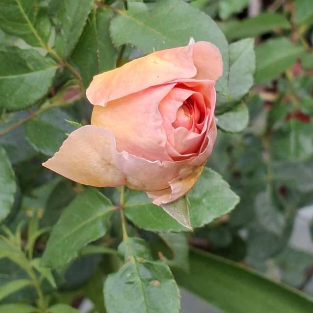 Garden. Weather forecasts with beautiful photos by Wen-ya Huang Photos in World