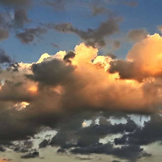 Bird. Weather forecasts with beautiful photos by Wiesiek Photos in Gdansk