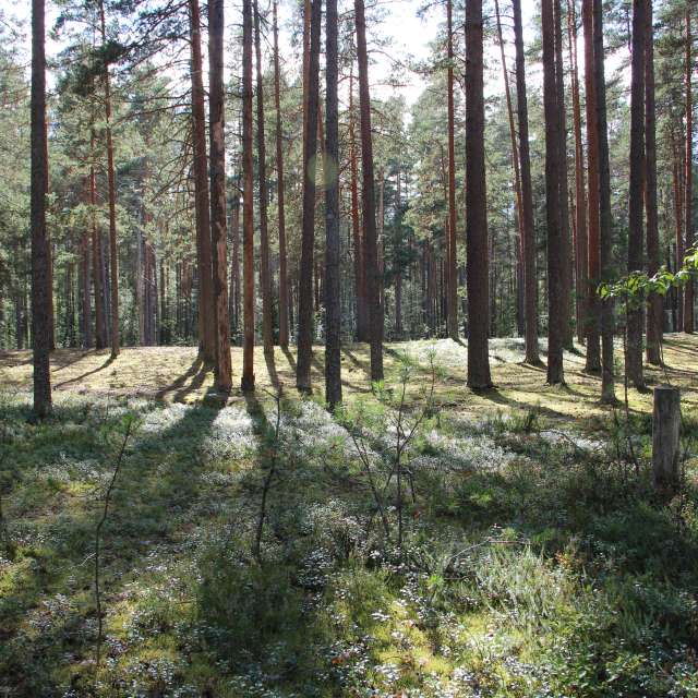 Weather forecasts with beautiful photos by urubu