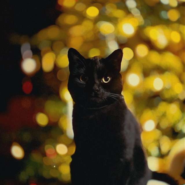 Lolliの美しい写真による天気予報
