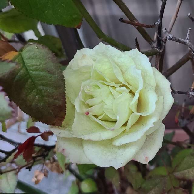 Fotos Salada. Previsões do tempo com lindas fotos de あさのジジ em Okayama