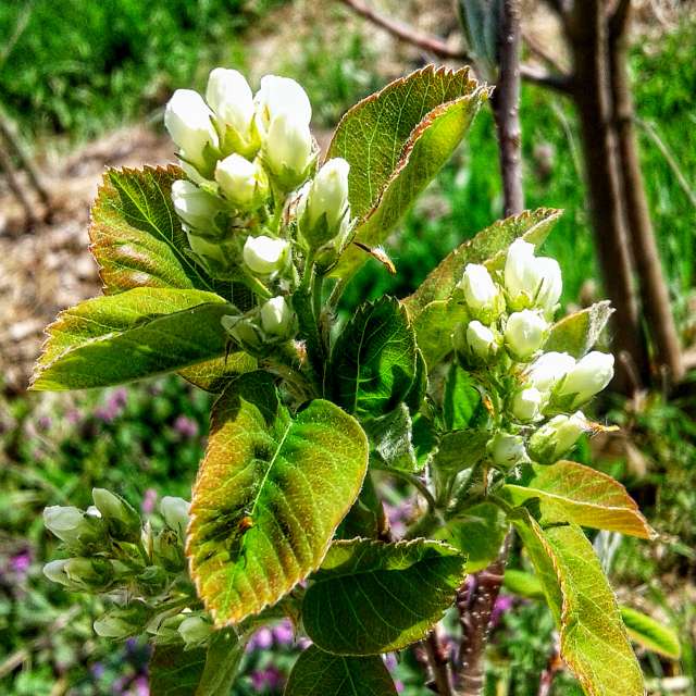 Flower. Weather forecasts with beautiful photos by urashm Photos in Khmelnytskyi
