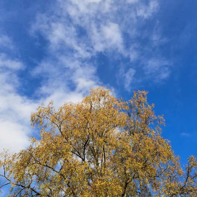 天气预报，带NikolausMinas精美的照片