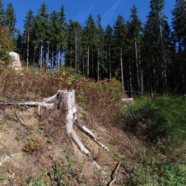 天气预报，带Sviatoslav精美的照片