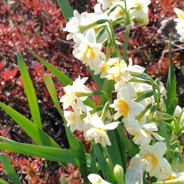 umemuiの美しい写真による天気予報