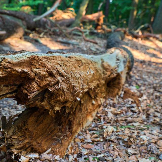 Brown. Weather forecasts with beautiful photos by martinm611 Photos in Gdansk