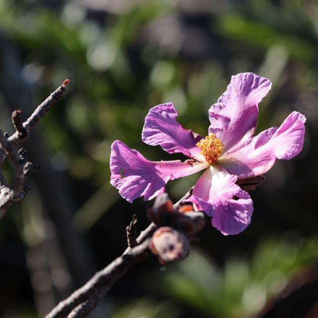 Natureza. Wettervorhersagen mit schönen Fotos von VIAꓨEM_E_HISTÓЯIA Fotos Florianópolis