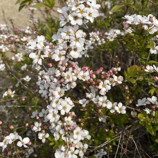 Fotos Jardim. Previsões do tempo com lindas fotos de あさのジジ em Okayama