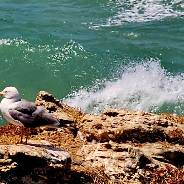 Weather forecasts with beautiful photos by Rosa