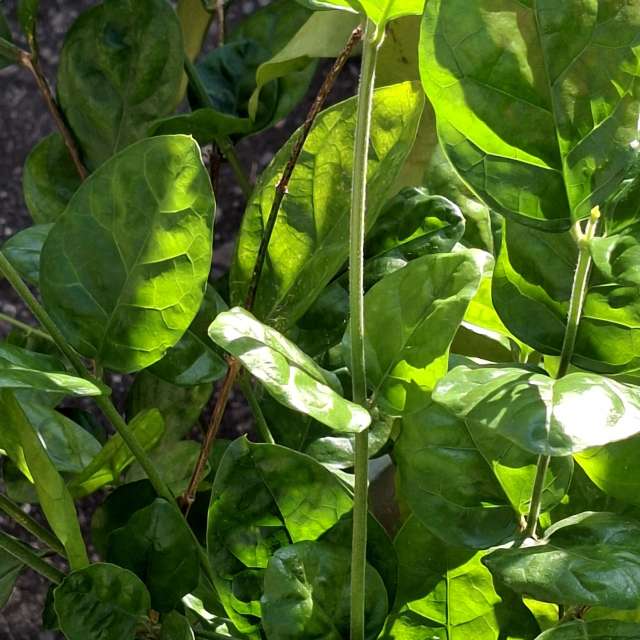 Lettuce. Weather forecasts with beautiful photos by Wen-ya Huang Photos in Kaohsiung City
