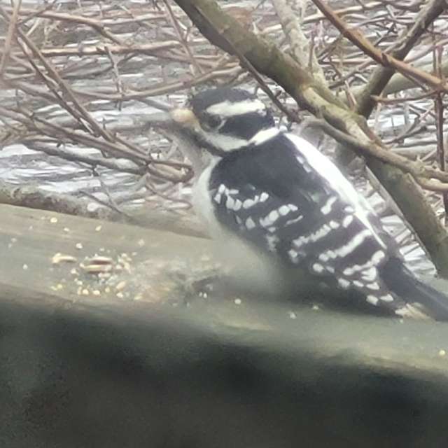天气预报，带hankcooper精美的照片
