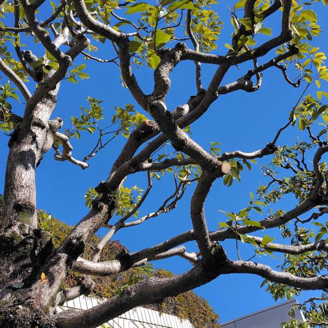 umemuiの美しい写真による天気予報