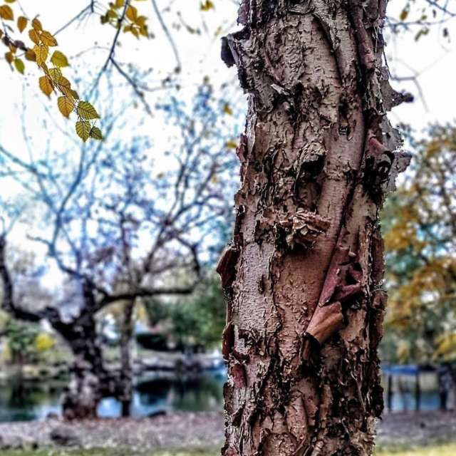 天气预报，带Ghostroku精美的照片