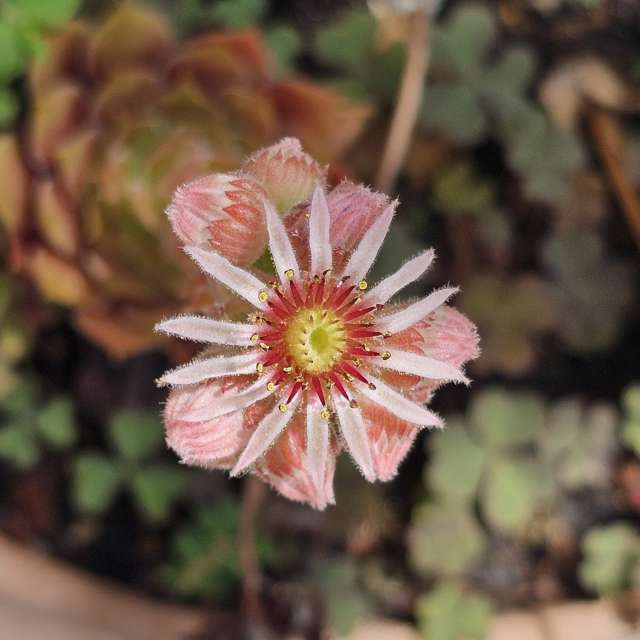 Weather forecasts with beautiful photos by Rosa