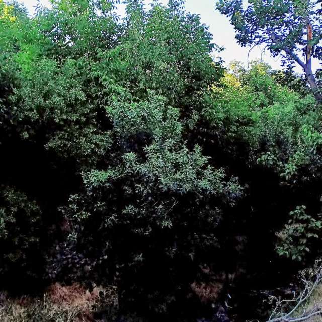 Plant. Weather forecasts with beautiful photos by fromIran Photos in Senjegan