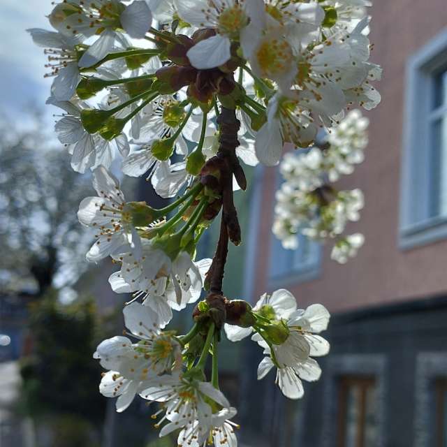 Spring. Weather forecasts with beautiful photos by Setill Photos in World