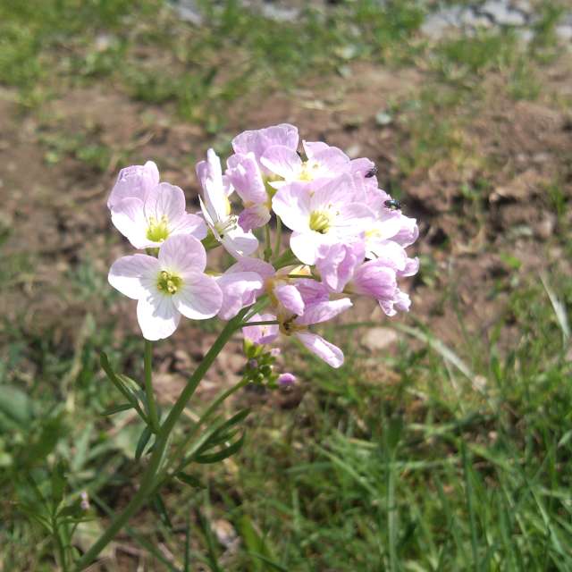 Bear. Weather forecasts with beautiful photos by Snejdy Photos in World