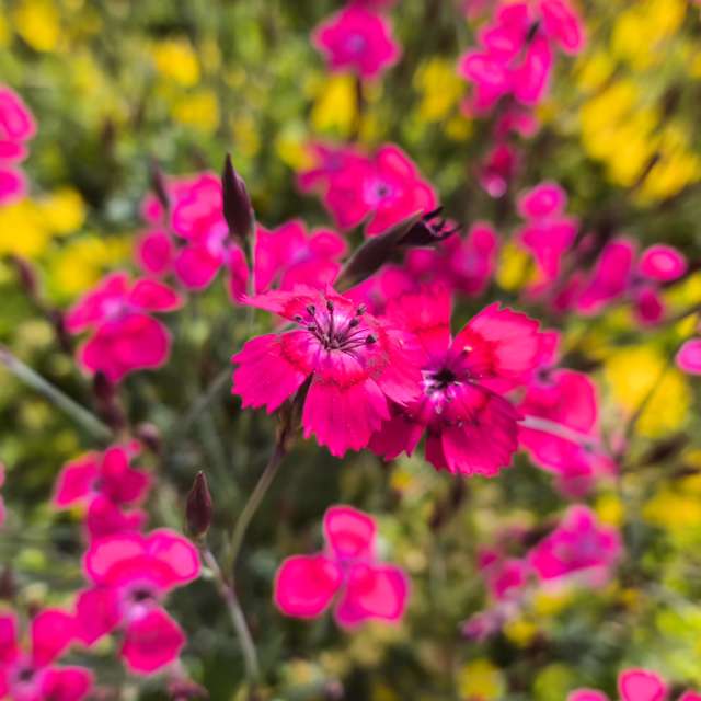 Previsões do tempo com lindas fotos de -_-devil666-_-