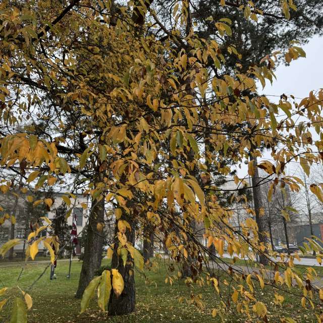 Weather forecasts with beautiful photos by Svet-Lana