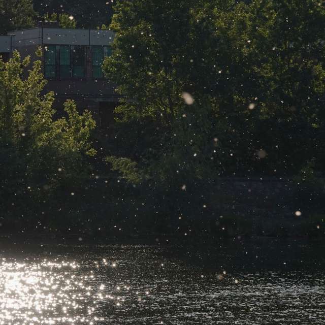 Fotos Flor. Previsões do tempo com lindas fotos de Vasek325 em Praha 12