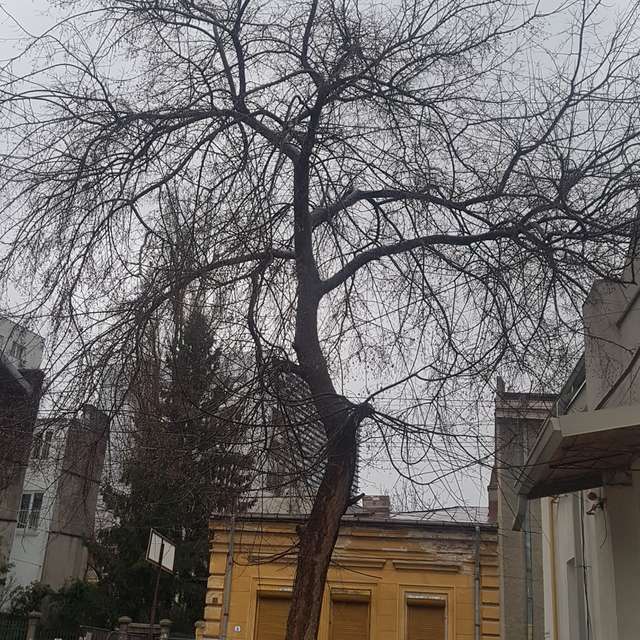 Fotos del Calle. Pronósticos del tiempo con hermosas fotos de Bogdan_Parlici en Bucharest