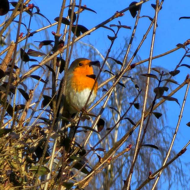 Wire. Weather forecasts with beautiful photos by Seni Photos in Velbert