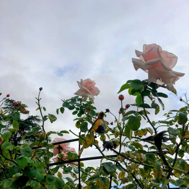 Filled. Weather forecasts with beautiful photos by Lulu5523 Photos in Madrid